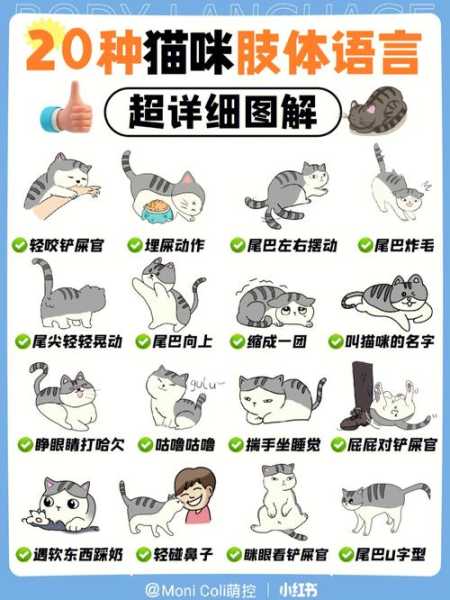 猫咪的小动作（小猫的一些动作是什么意思）