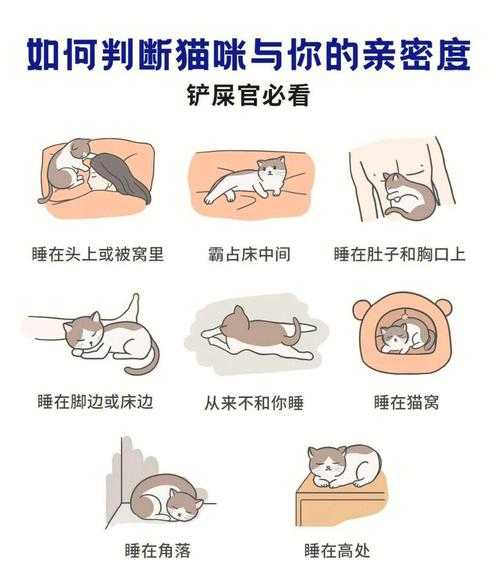 怎样培养猫咪（怎样培养猫咪在固定的地方睡觉）