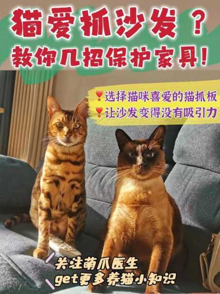 猫爪子抓沙发怎么办（猫抓沙发怎么解决）