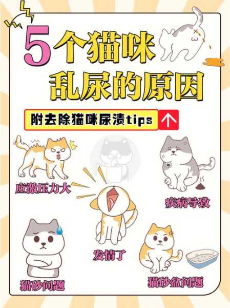 家里的母猫乱撒尿该怎么办呢（母猫猫乱尿是怎么回事）