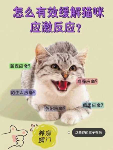 猫咪应激反应怎么治疗最有效（猫咪应激反应的临床表现）