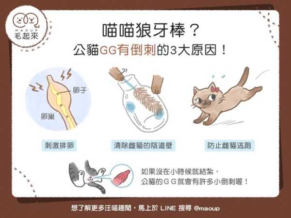 猫咪的倒刺会伤害人吗（猫咪的倒刺有什么作用）