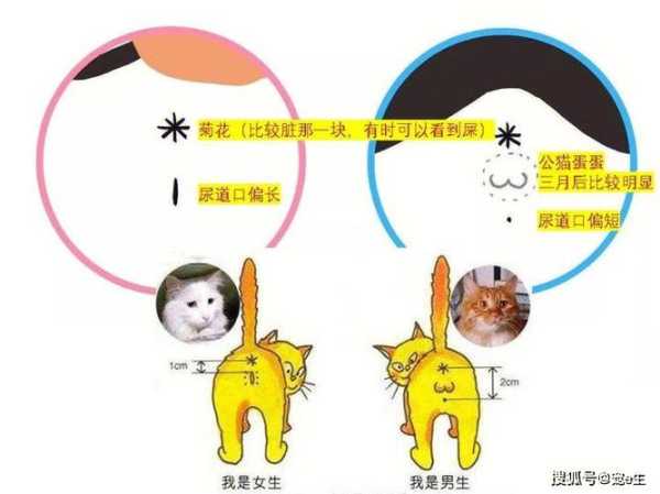 养猫是公的好还是母的好知乎（养猫猫是公的好还是母的好）