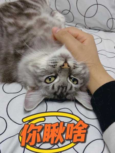 我的猫爱咬我怎么办呀（我的猫老爱咬我）