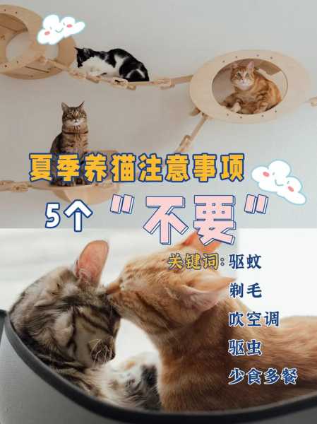 如何让宠物猫猫远离辐射环境（如何让宠物猫猫远离辐射环境的方法）