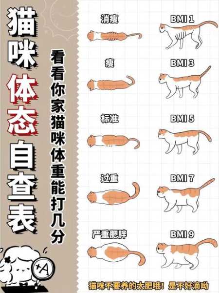 猫咪基础生理学检查（猫正常生理指标）