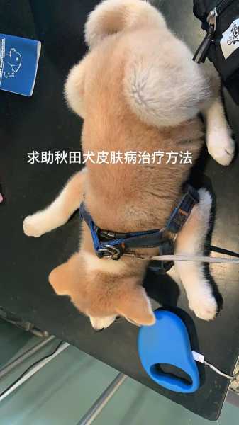 秋田犬皮肤病怎么治疗（秋田犬皮肤病怎么治疗图片）