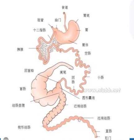 兔子的消化系统简图（兔子的消化系统简图手绘）