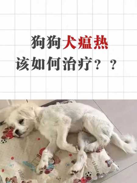 犬瘟热是由什么引起的（犬瘟热是由什么引起的呢）