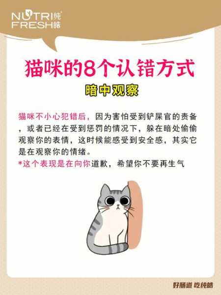 猫犯了错怎么教育（猫咪犯了错）