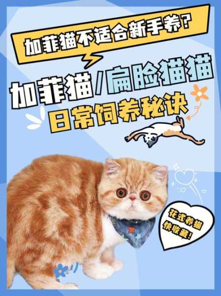 加菲猫吃什么补充营养（加菲猫吃什么增肥的快）