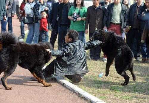 藏獒打架时的拉扯方法有哪些（藏獒犬打架）