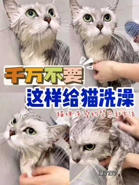 猫咪洗澡教学（猫咪洗澡该怎么洗）