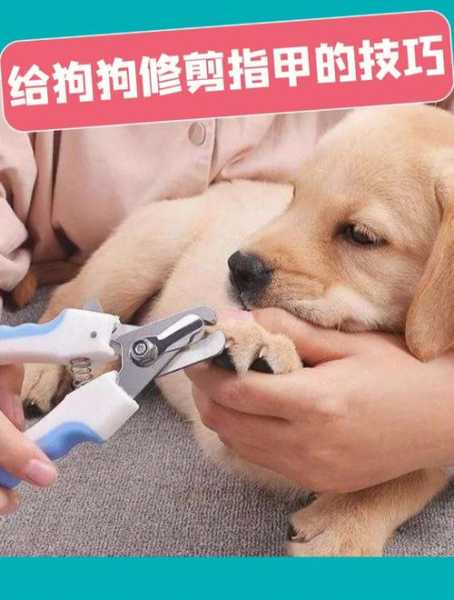 怎样给比熊犬剪指甲（怎样给比熊犬剪指甲视频）