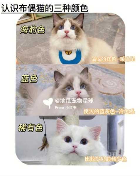 布偶猫怎么选?（布偶猫怎么选好坏）