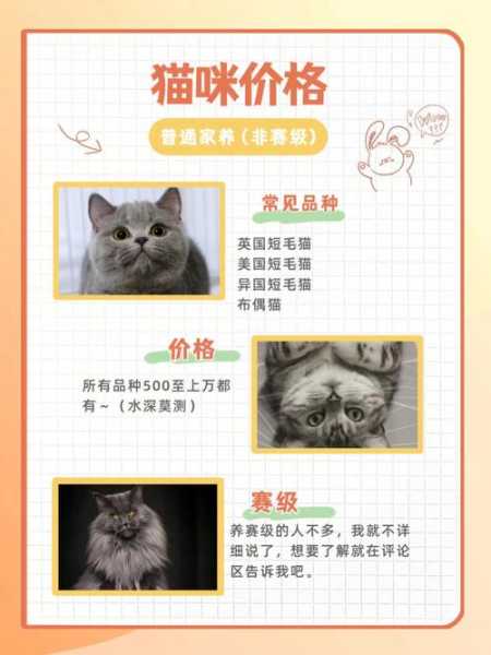 折耳猫多少钱?（折耳猫多少钱一只）