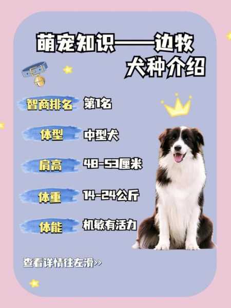 边境牧羊犬怎么养?这几个方面要记牢（边境牧羊犬详细介绍）