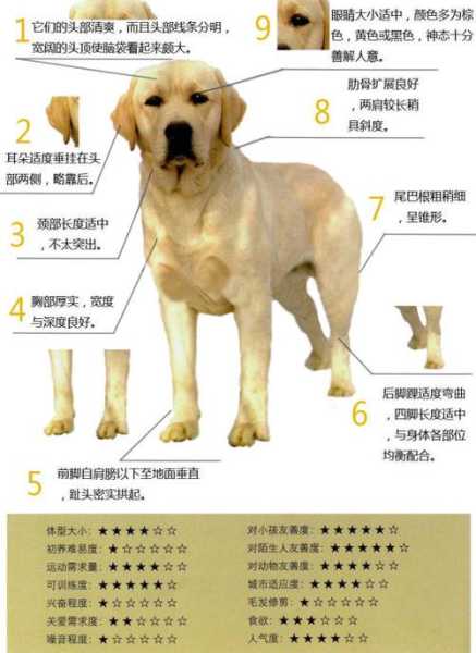 拉布拉多幼犬选择（拉布拉多幼犬选择什么品种）