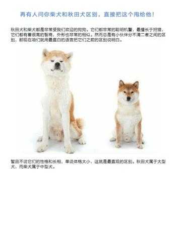 日本柴犬与秋田犬区别大吗（日本柴犬与秋田犬区别大吗）