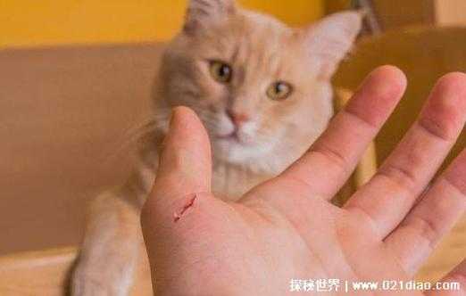 猫咪不让梳毛还咬人（猫不给梳毛一梳就咬人）