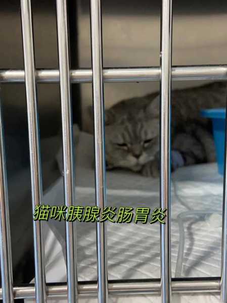 猫得急性胰腺炎能治好吗（猫得急性胰腺炎能治好吗多少钱）