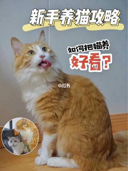 怎么培养一只温顺猫咪（怎么养出温柔的猫）