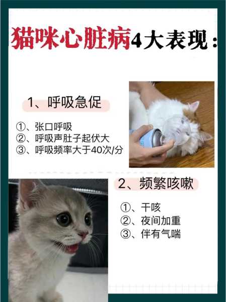 猫咪心跳过快是什么原因引起的（猫咪心跳比较快是什么原因）