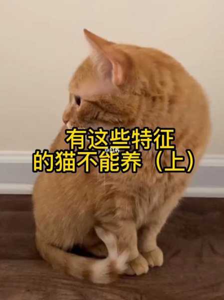 宠物猫能不能养（猫可不可以养）