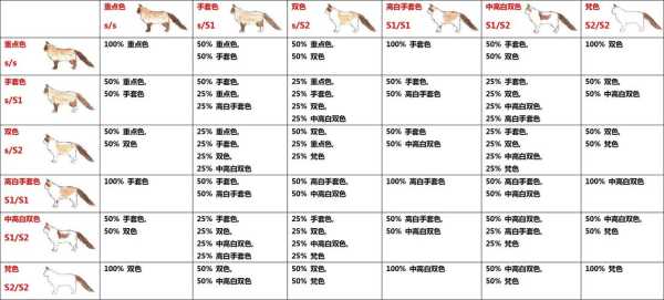 猫花色种类（猫花色分类图谱）