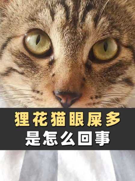 猫咪眼屎多是咋回事（猫咪眼屎多怎么回事啊）