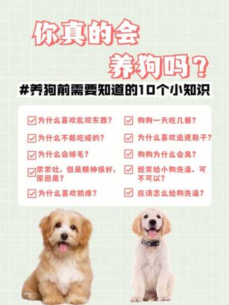 博美犬的饲养方法及三种方法（博美犬饲养照顾全攻略）