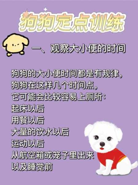 边牧幼犬训练定点大小便（如何训练边牧在固定地点大小便）