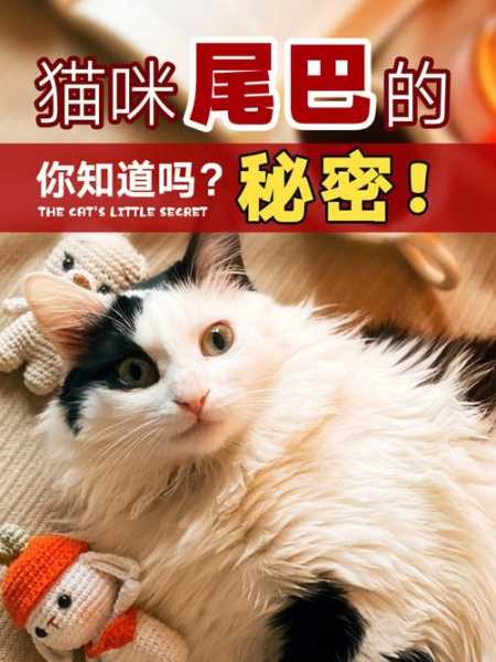 铲屎教程（铲屎的叫什么）