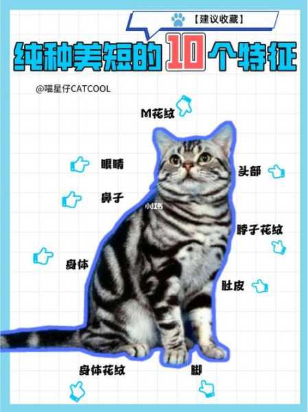 虎斑猫怎么看品相好不好（虎斑猫怎么看品相好坏）