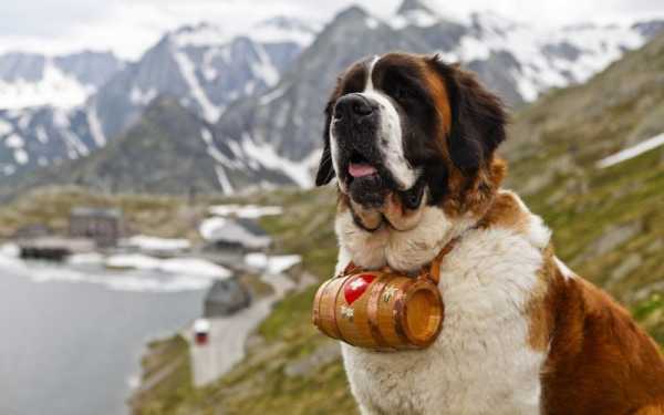 宠物犬圣伯纳犬有哪些特点（圣伯纳犬的优缺点）