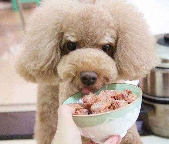 贵宾犬吃什么食物好呢（贵宾犬生活中可以吃些什么）