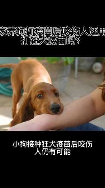 宠物明明打过疫苗还得狂犬病（宠物打过疫苗还可以打疫苗吗）