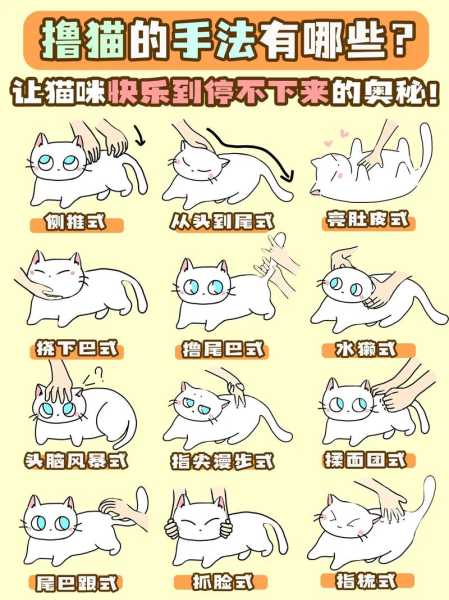 如何训练猫咪抓猫抓板（怎么训练猫咪抓猫抓板）