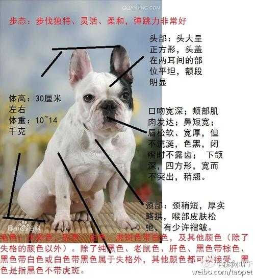 法国水犬体型特征介绍（法国犬种大全图片简介）