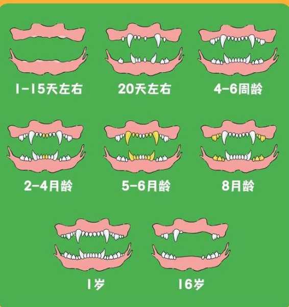 狗一般多少颗牙齿（狗狗总共多少颗牙）