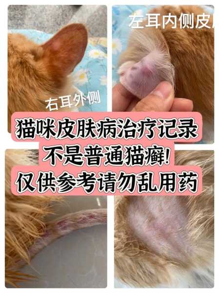 猫皮肤病怎么治疗最快（猫皮肤病怎么办）