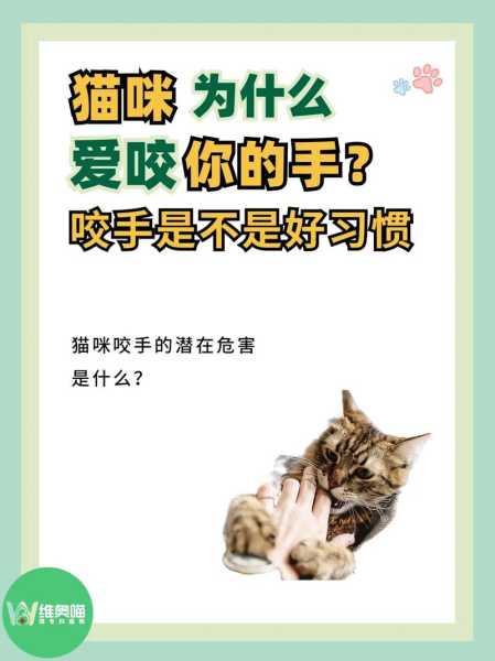 怎么改掉猫咪（怎么改掉猫咪咬手的毛病）