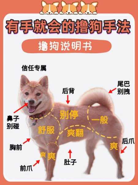 蝴蝶犬怎么训练?训练方法（蝴蝶犬该怎么训练）