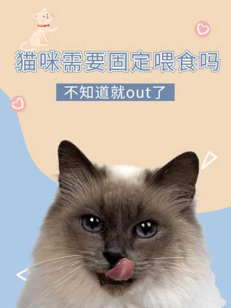 猫需要固定时间喂食吗（猫需要定时吃饭吗）