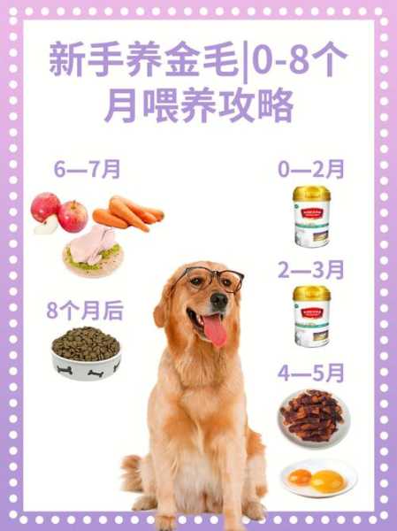 金毛犬如何喂养（金毛可以穷养吗）