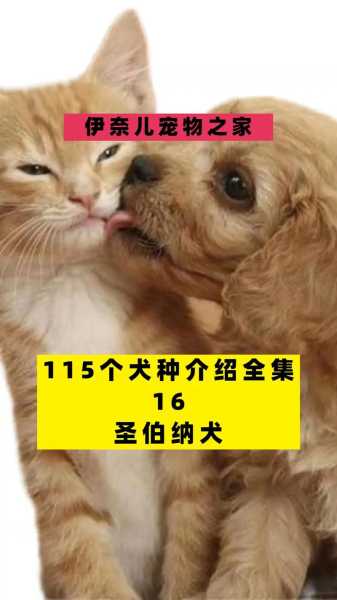 圣伯纳犬名字由来（圣伯纳犬的故事）