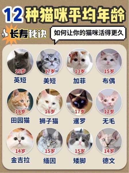 猫猫寿命是多长（猫咪寿命一般有多长）