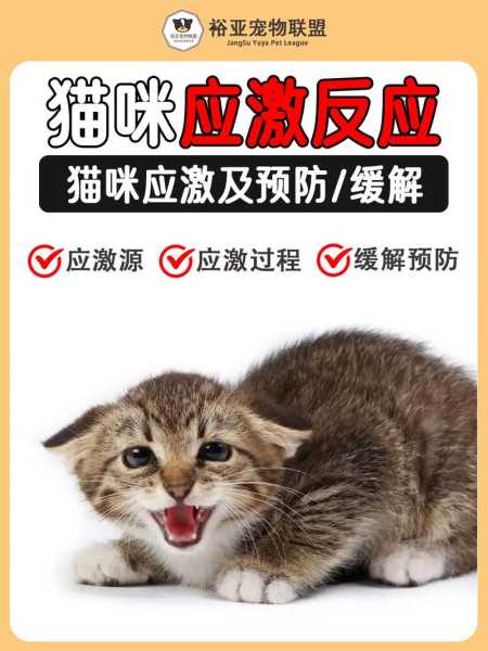 猫咪出现应激反应该怎么办（猫咪出现应激反应会怎么样）