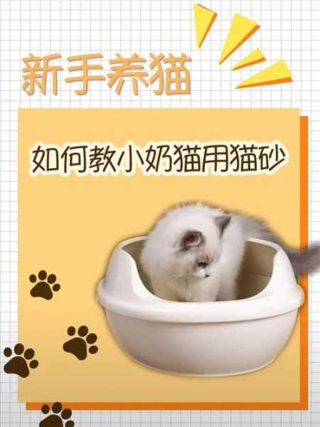 怎么教猫用猫砂盆（如何训练猫咪使用猫砂盆）