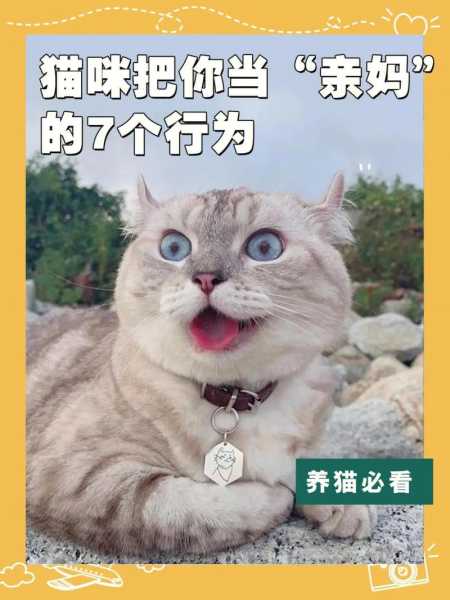 猫猫需要训练吗（猫咪现在必须练）